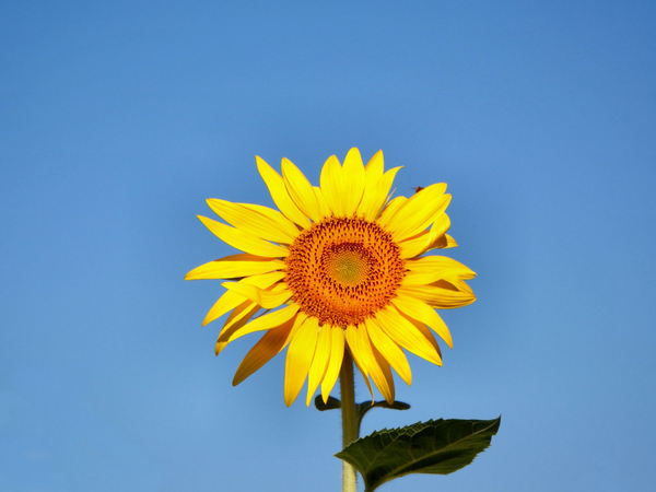 summer sunflower1