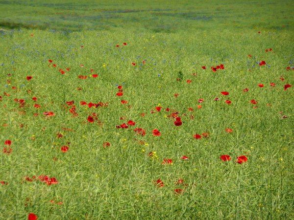 Poppies in a rapefield