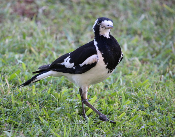 Female Peewee or Magpie Lark