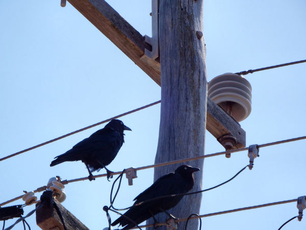 hotwired crows2