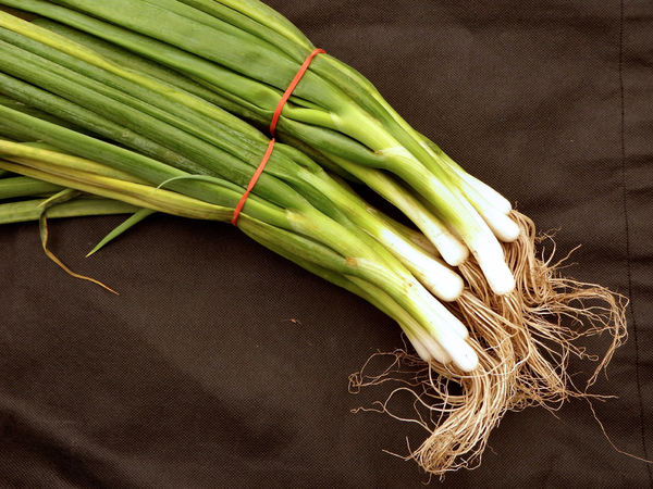 spring onion bunches1