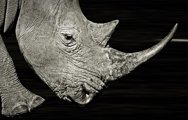 Rhino in the Dark - Monochrome
