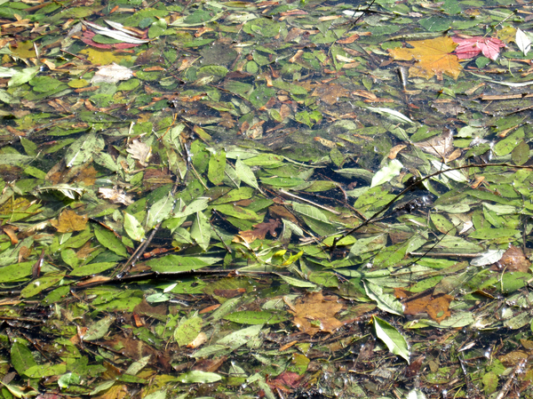 Leaves in the water