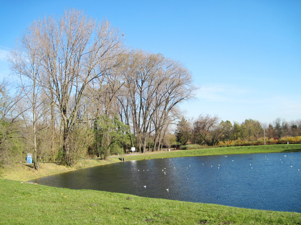 A pond in the Park