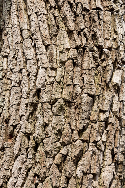 Oak bark texture