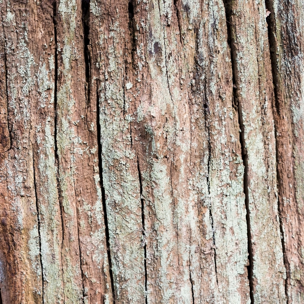 Tree stump texture
