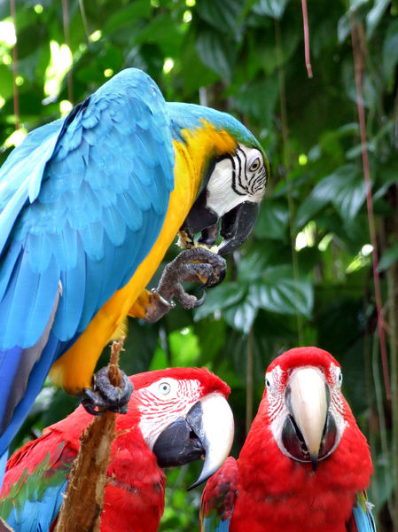 colourful macaws3