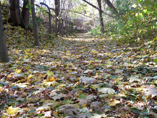 A path full of leaves
