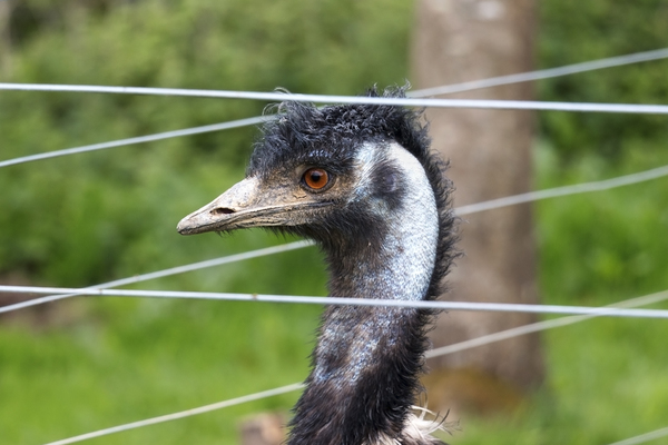 Emu jail