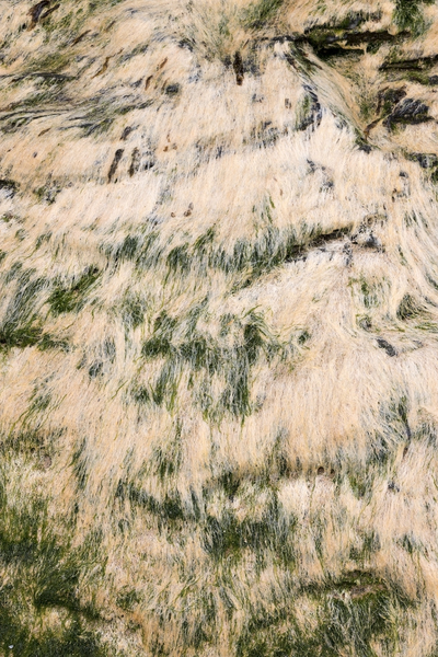 Algae texture