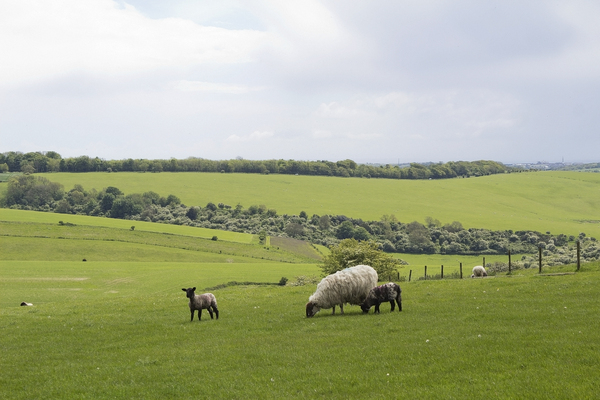 Sheep landscape