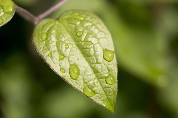 Raindrops on fresh leaves