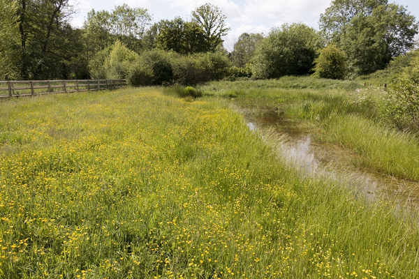 Marshy meadow