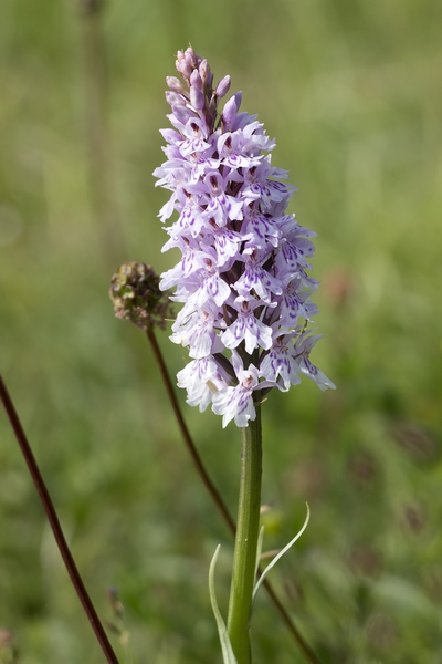 Wild orchid flowers