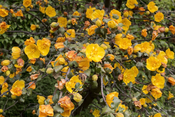 Fremontia flowers
