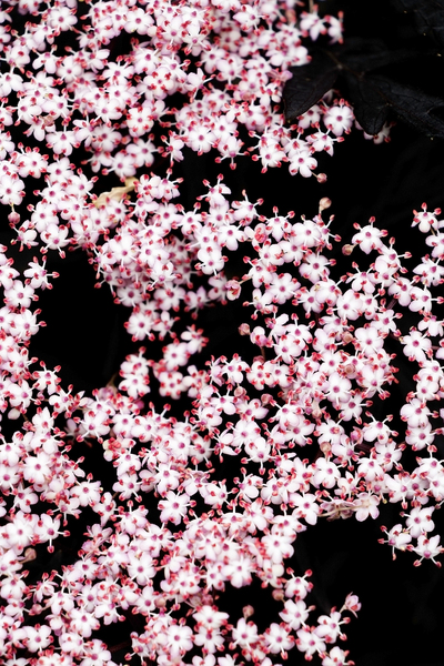 Sambucus flowers texture