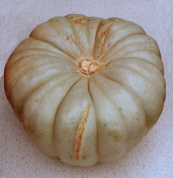 pumpkin varieties1 | Free stock photos - Rgbstock - Free stock images ...