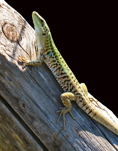 Lizard on wood-