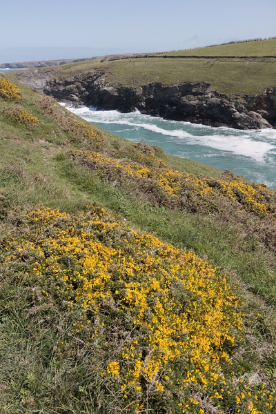 Coastal hillside flowers