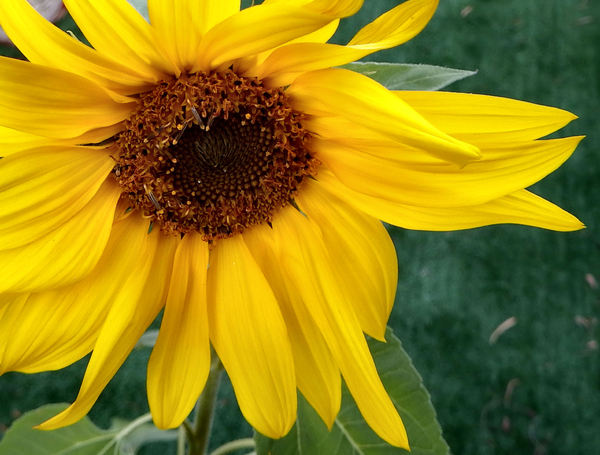 sunflower gold2