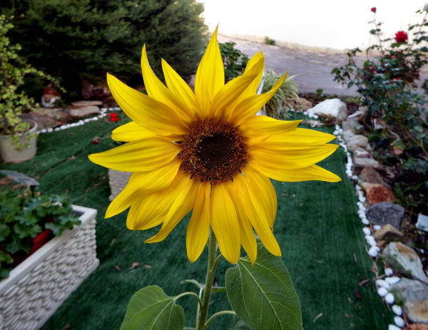 sunflower gold1
