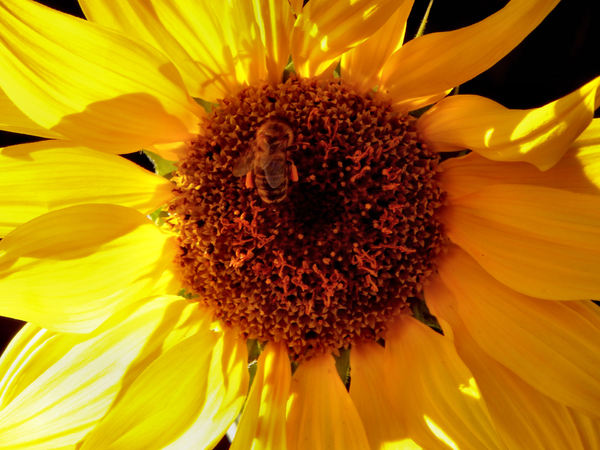 sunflower gold4