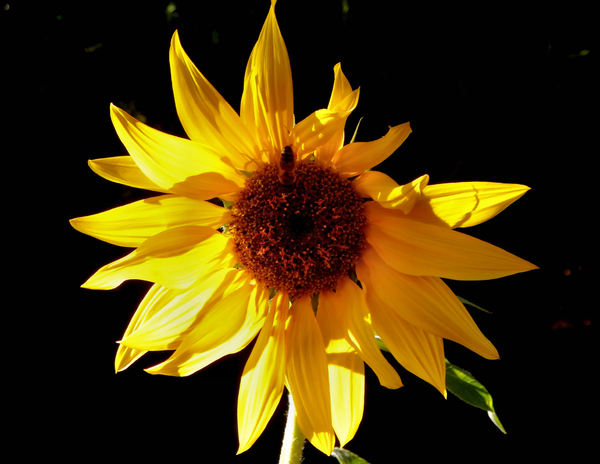 sunflower gold3