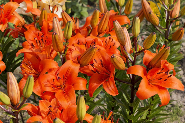 Orange lilies