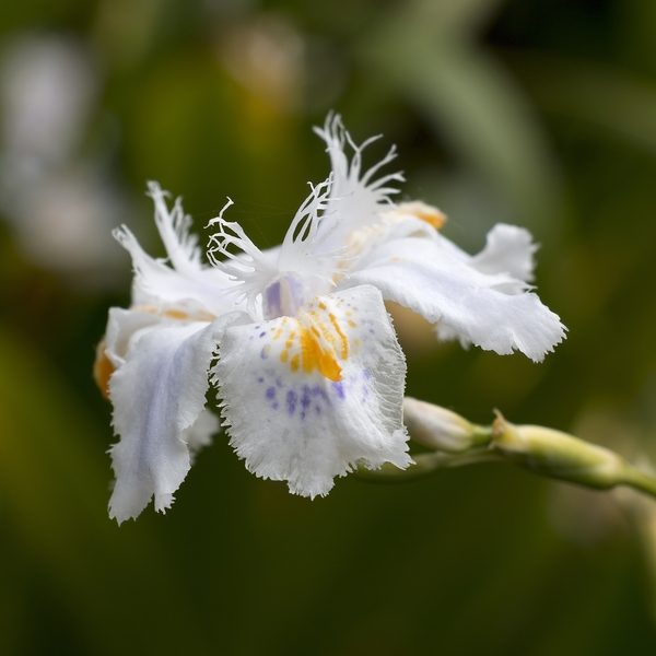 Japanese iris flower
