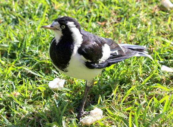 Female Peewee or Magpie Lark 2
