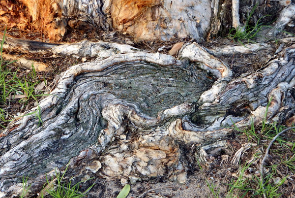 exposed tree root patterns1