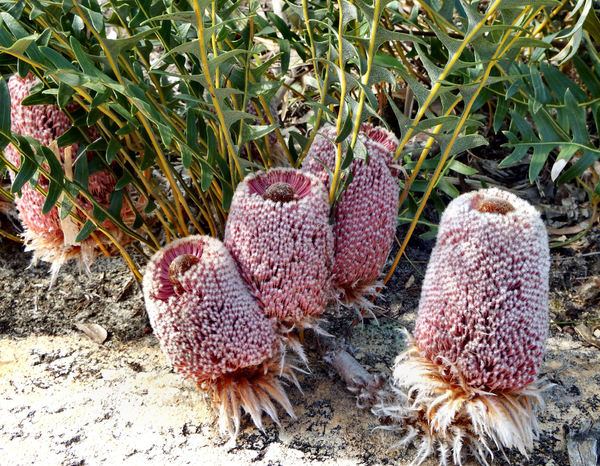 ground covering banksia2