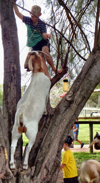 boys & goats climb trees2