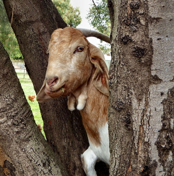boys & goats climb trees3