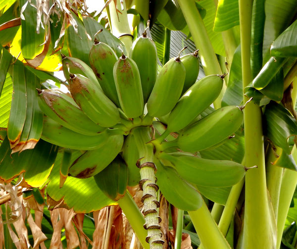 banana development2