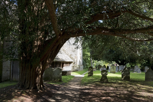 Yew tree churchyard