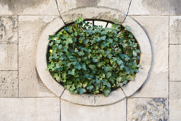 oval ivy stone window