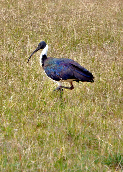 straw-necked ibis
