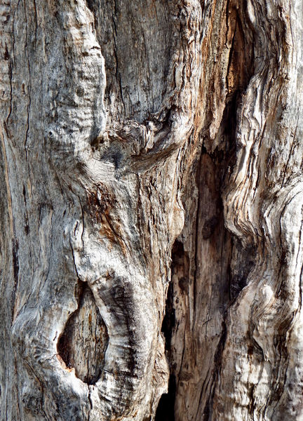 tree trunk texture12