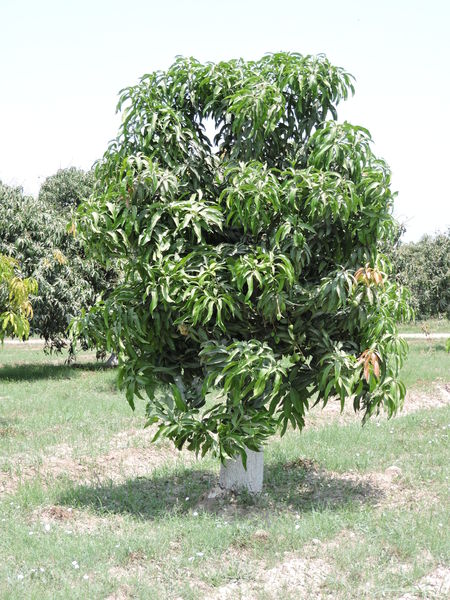 Mango tree | Free stock photos - Rgbstock - Free stock images | hussan ...