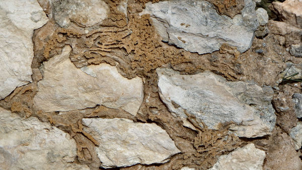 rocky termite trails1: exposed signs of termite activity in old rock wall
