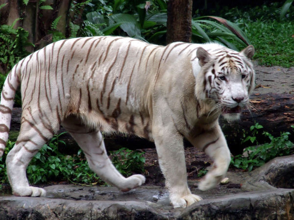 white tigers6