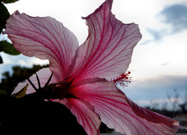 hibiscus at dusk
