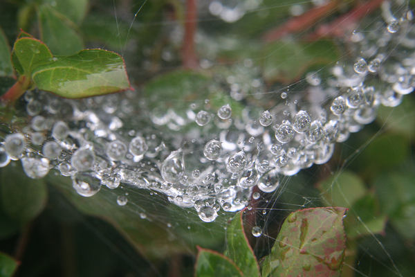 Raindrops on spider web