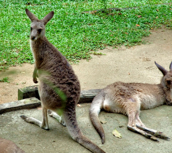 kangaroo mob4