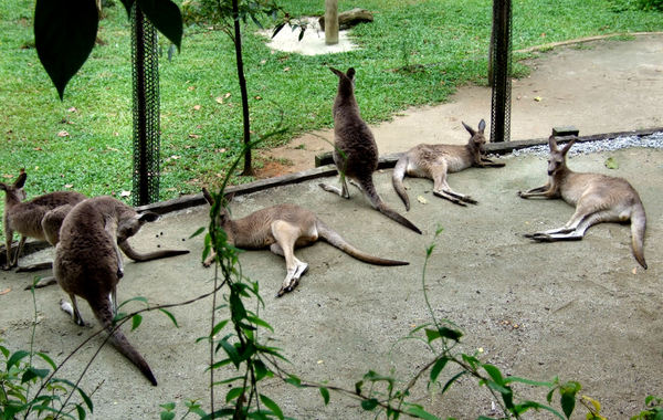 kangaroo mob2