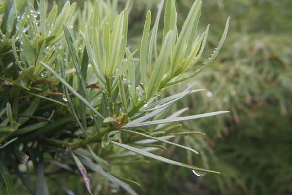 Waterdrops on pine needles