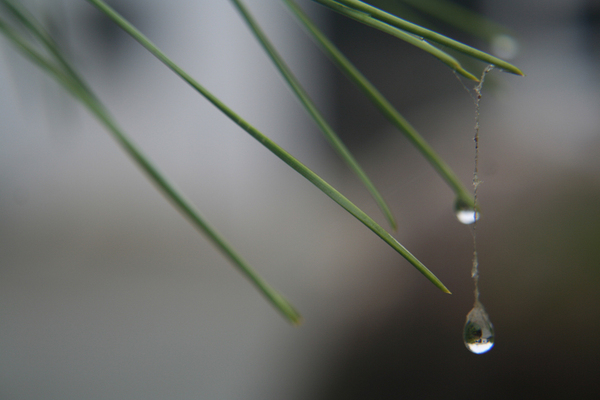 closeraindrops on pine needles