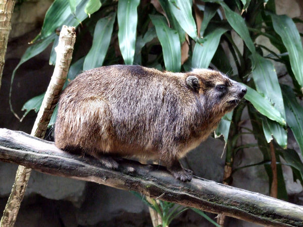 relaxed hyrax1