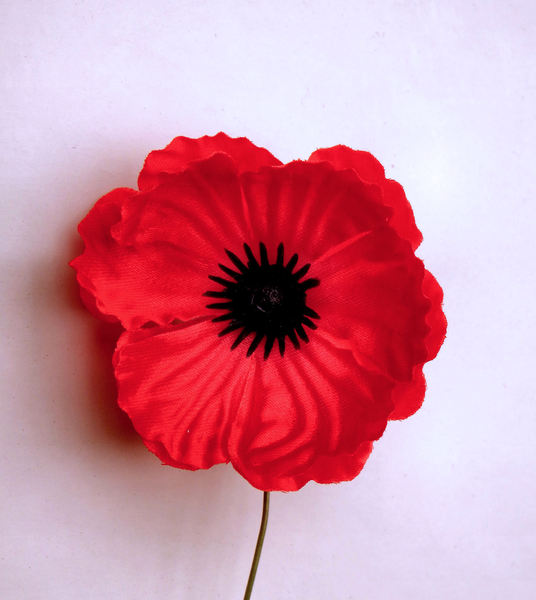 remembrance poppies1